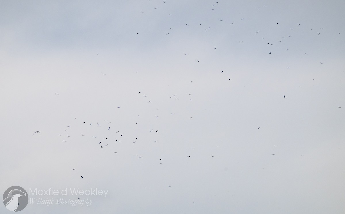 new world vulture sp. - ML646467335