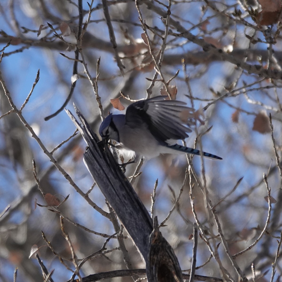 Blue Jay - ML646467339