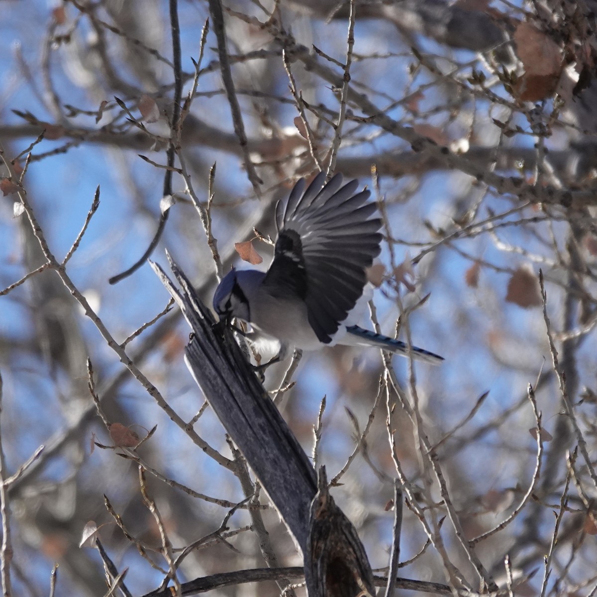 Blue Jay - ML646467340
