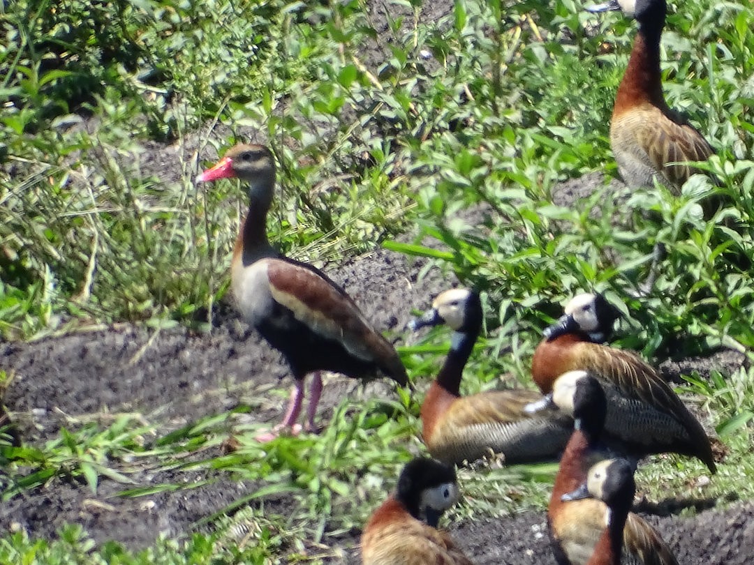 アカハシリュウキュウガモ - ML646467343