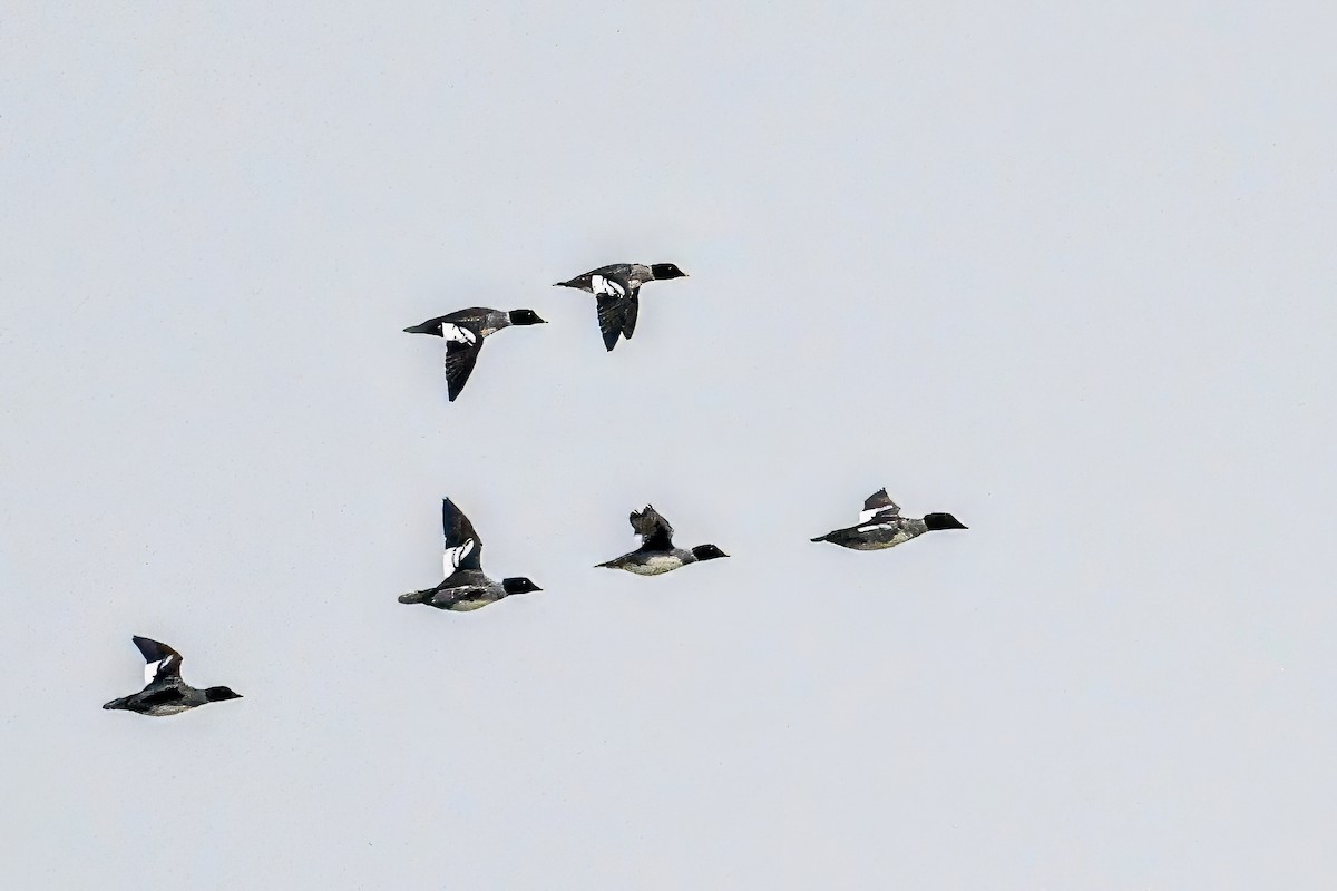 Quattrocchi - ML646467344