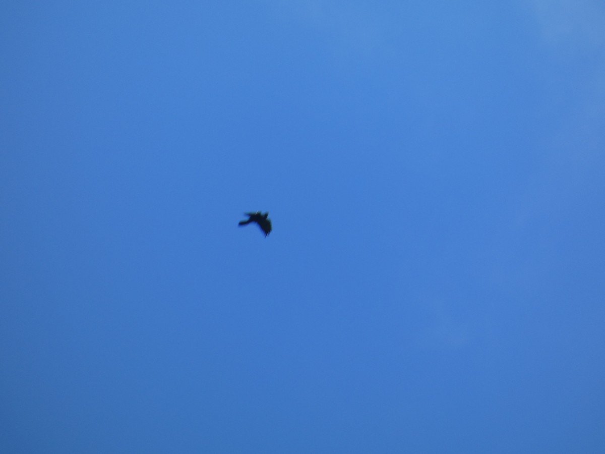 Common Raven - ML646467346