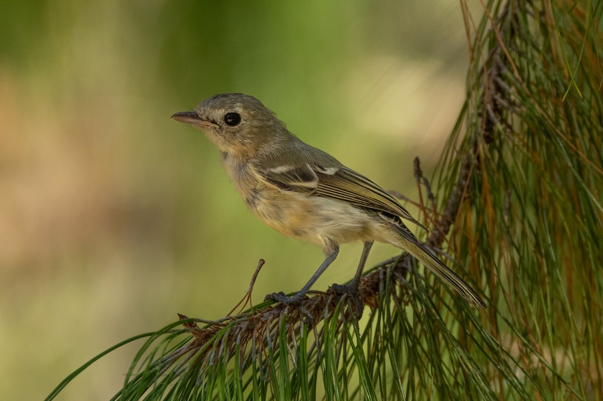 Hutton's Vireo - ML646467348