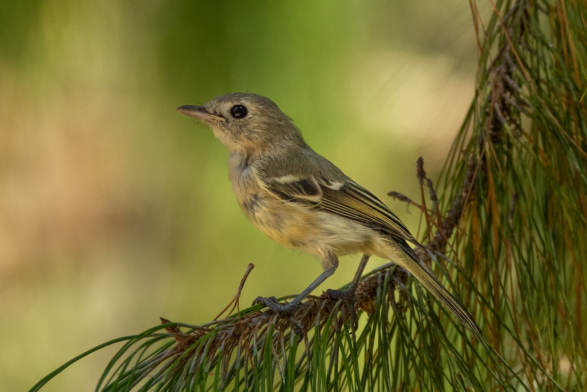Hutton's Vireo - ML646467349