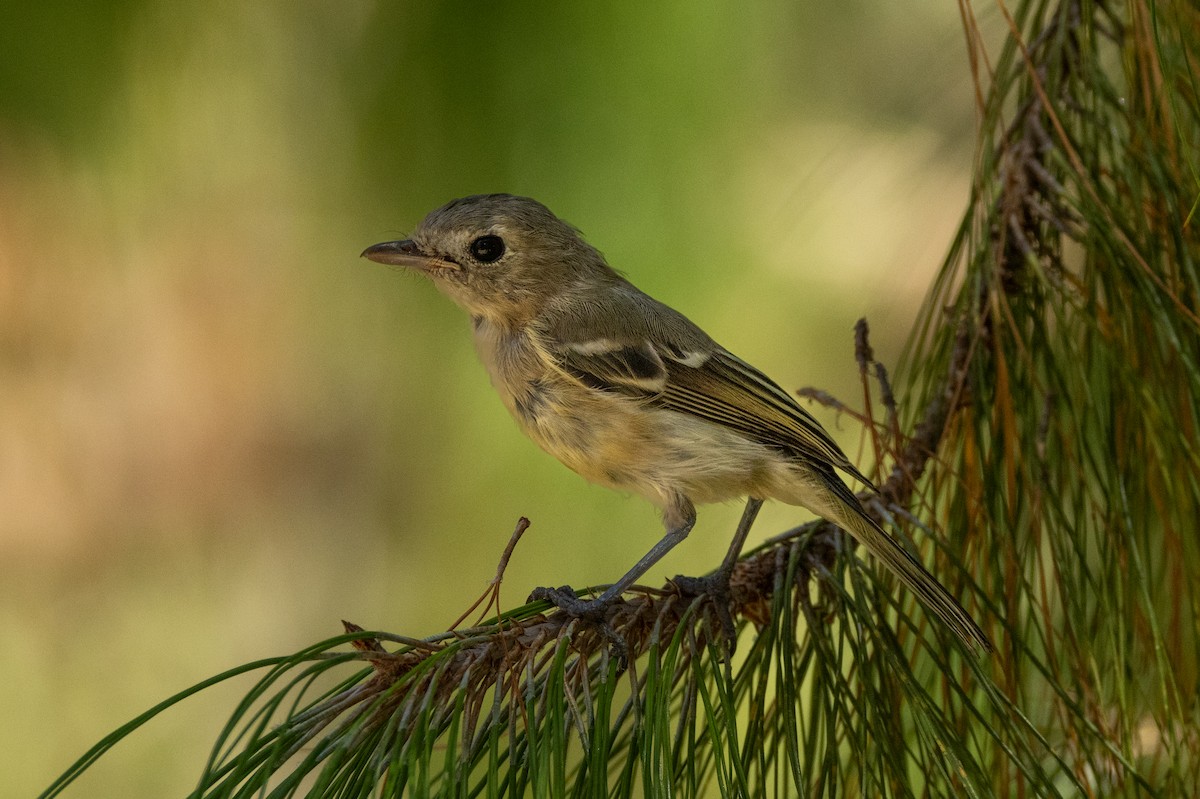 Hutton's Vireo - ML646467350