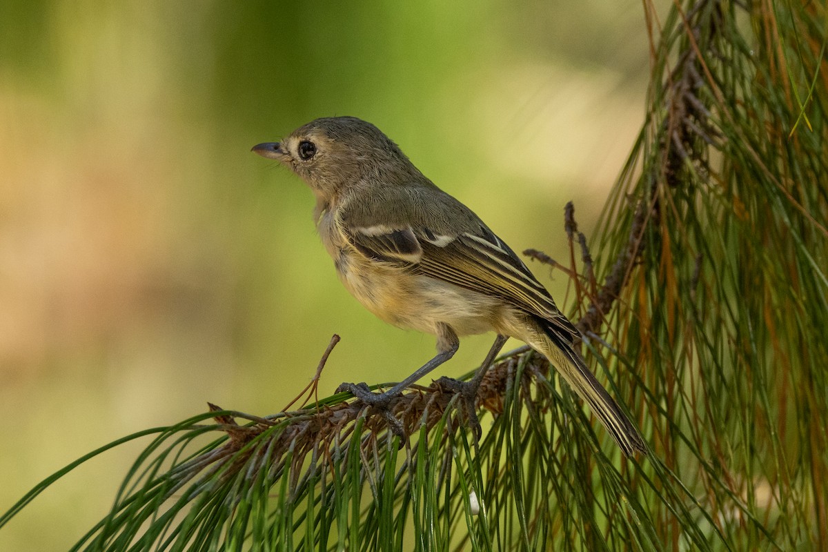 Hutton's Vireo - ML646467351