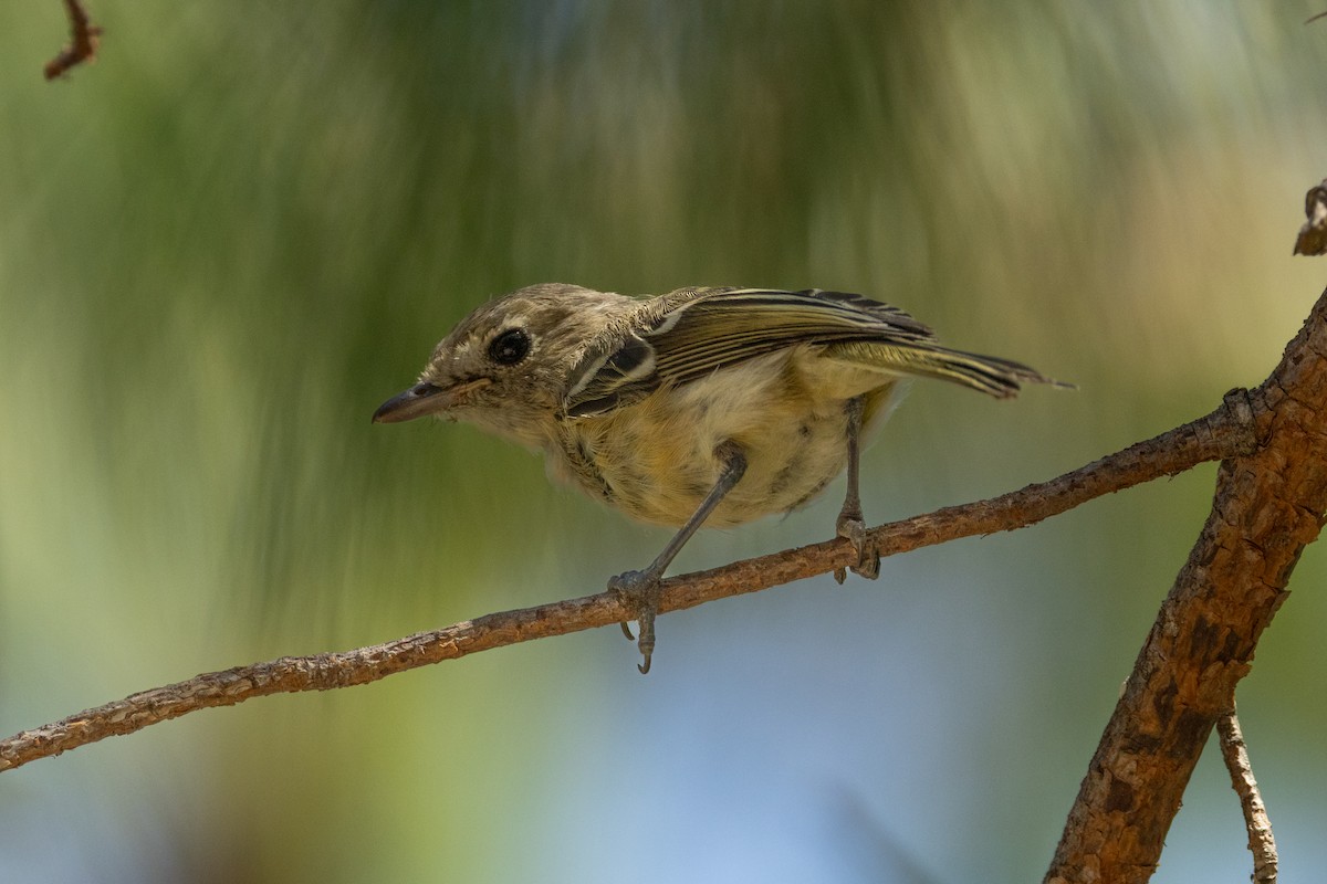 Hutton's Vireo - ML646467352