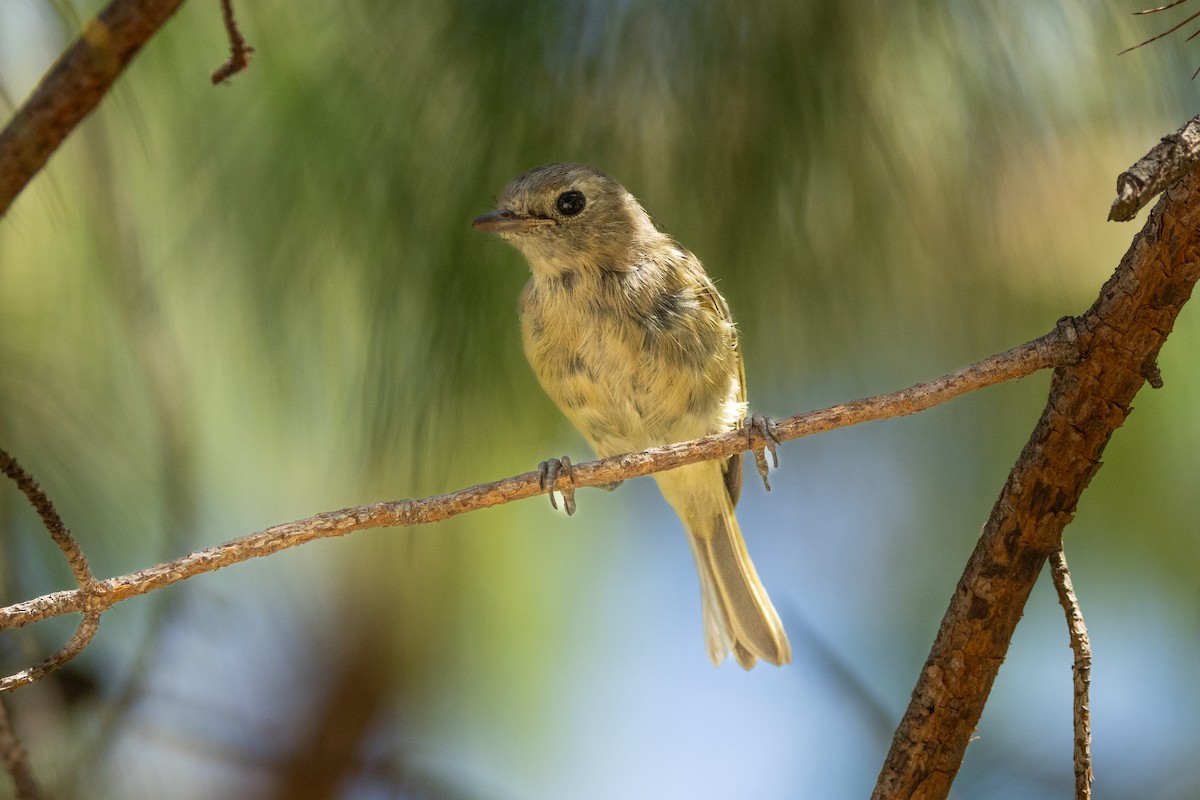 Hutton's Vireo - ML646467353