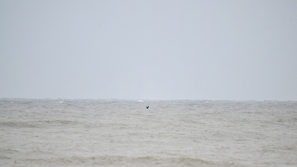 Bald Eagle - ML646467355