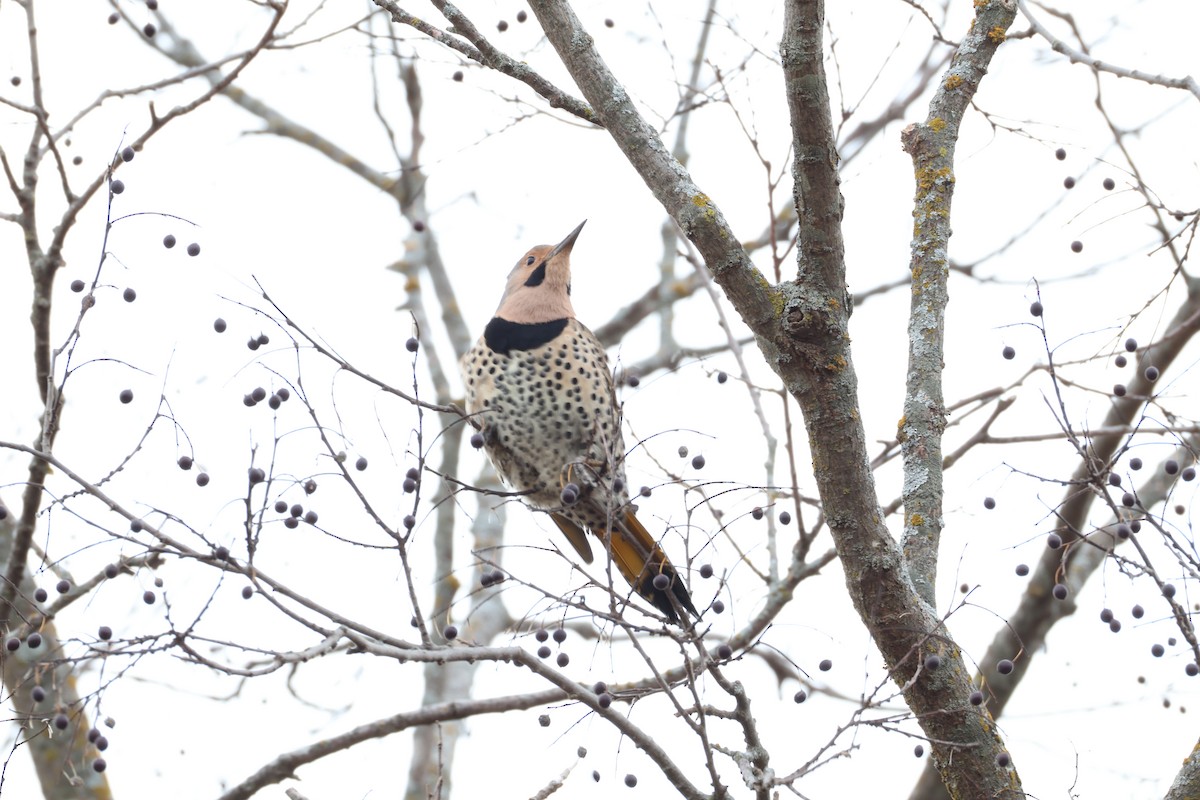 Northern Flicker - ML646467356