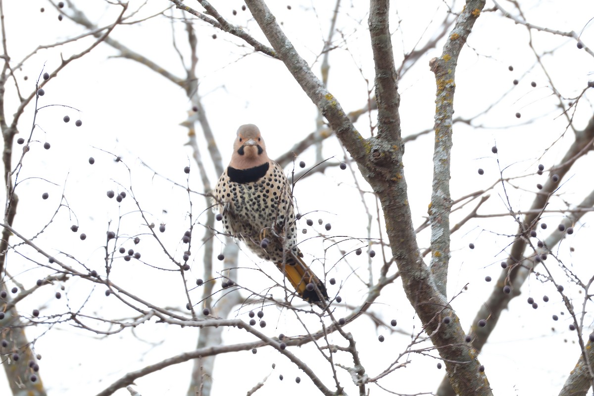 Northern Flicker - ML646467357