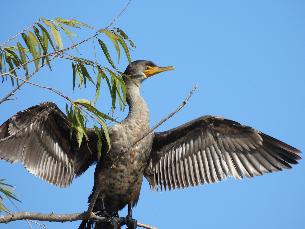 Double-crested Cormorant - ML646467360