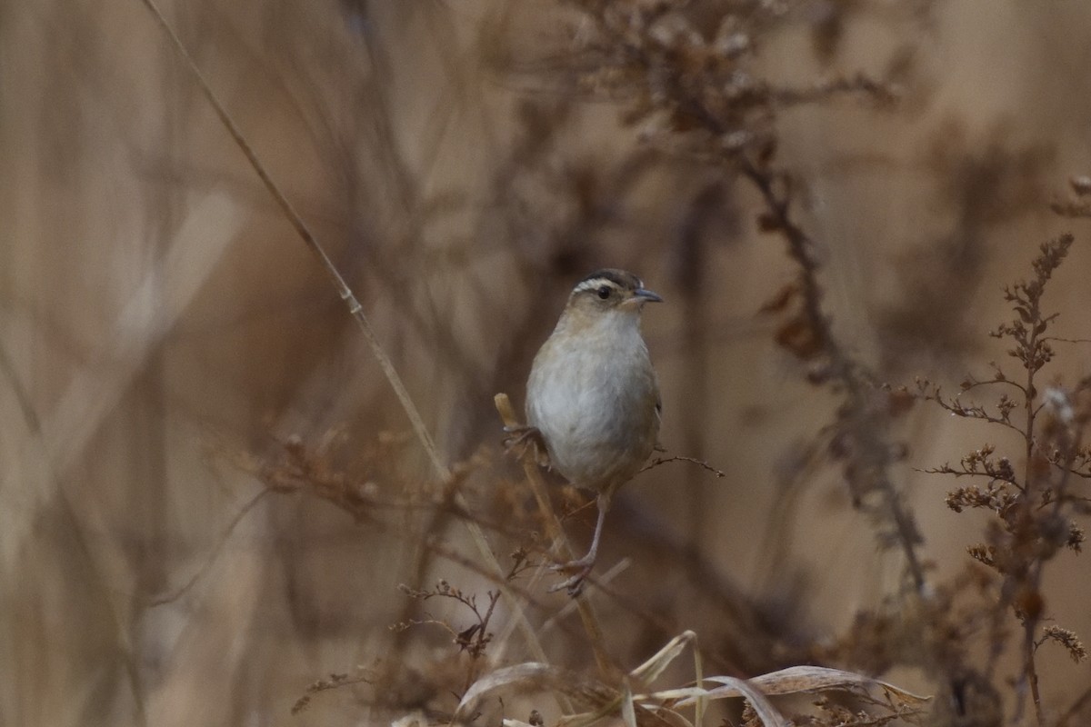 Marsh Wren (palustris Group) - ML646467361