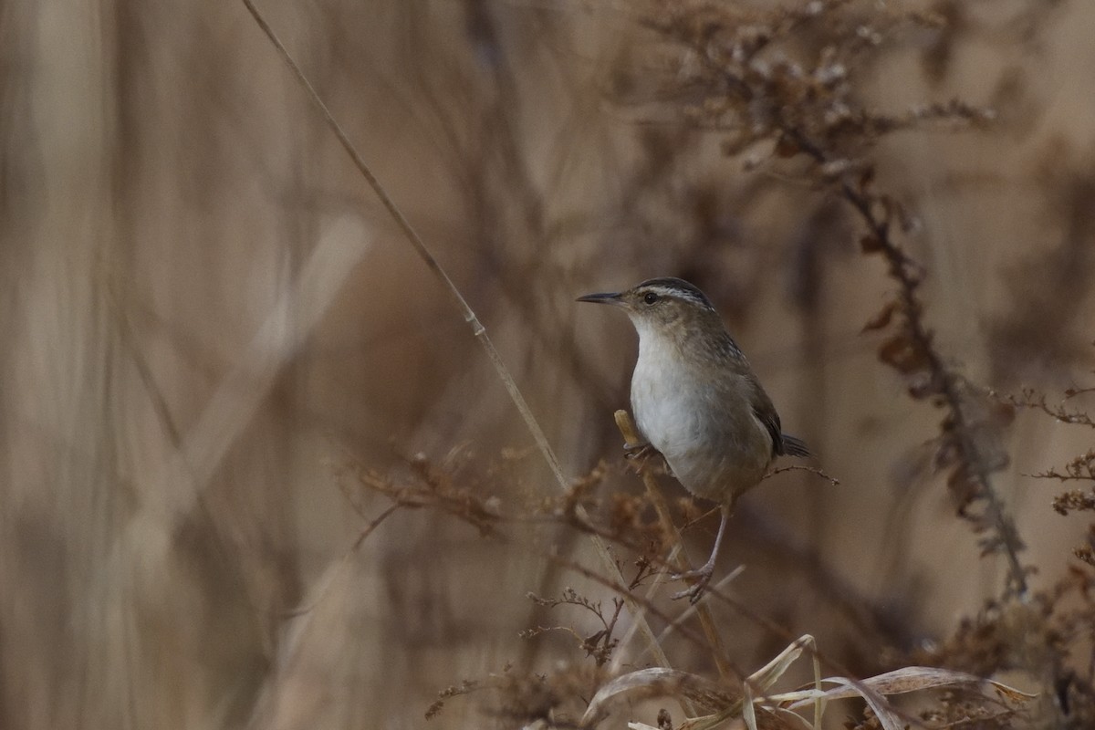 Marsh Wren (palustris Group) - ML646467362