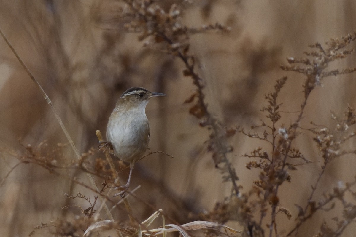 Marsh Wren (palustris Group) - ML646467363