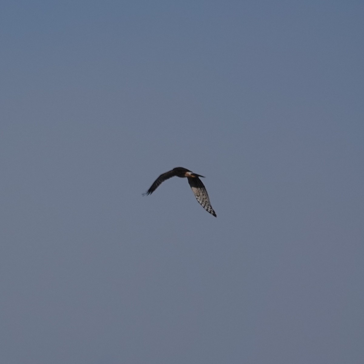 Northern Harrier - ML646467364