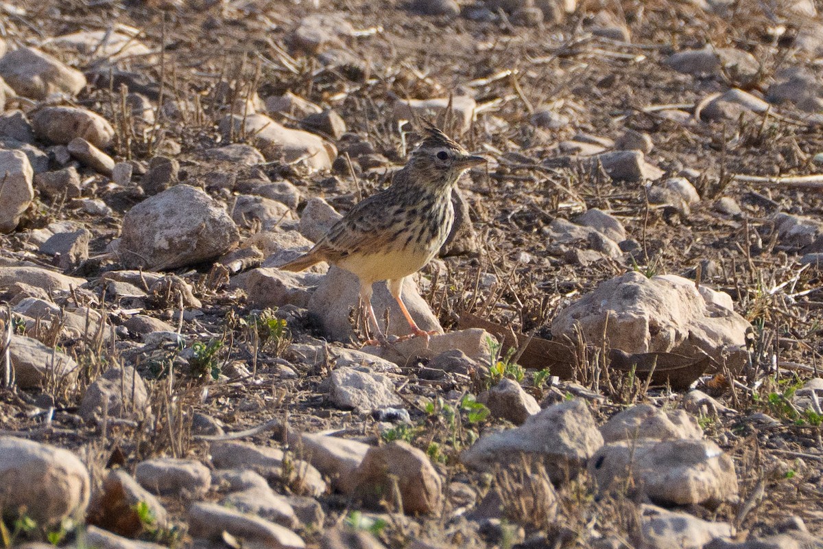 Thekla's Lark - ML646467365