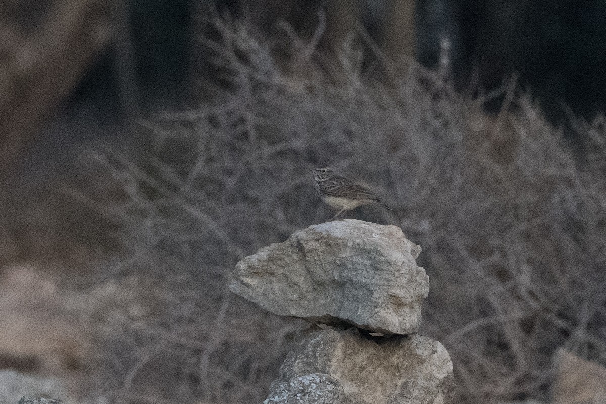 Thekla's Lark - ML646467366