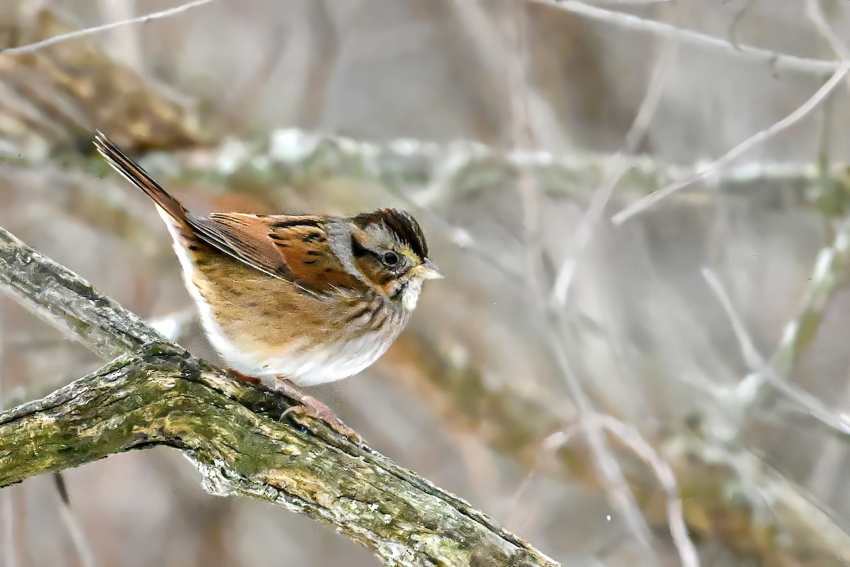 Swamp Sparrow - ML646467369