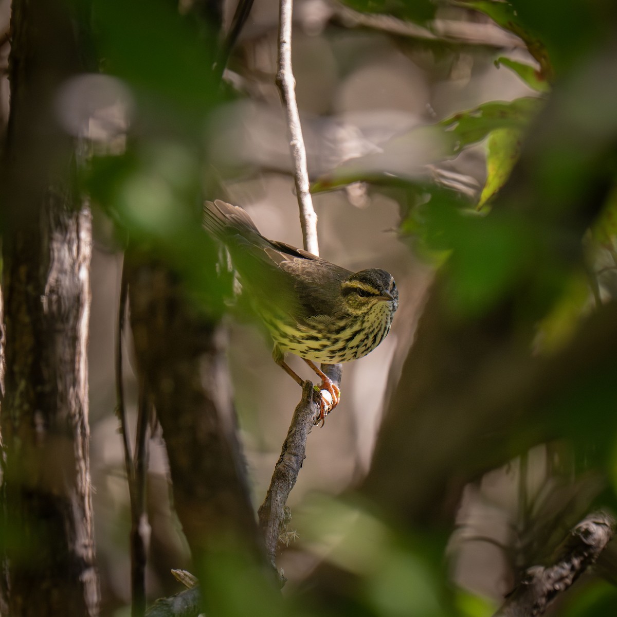 Kuzeyli Su Ötleğeni - ML646467370