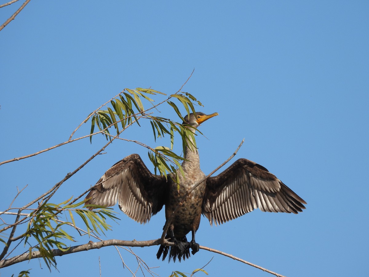 Double-crested Cormorant - ML646467373