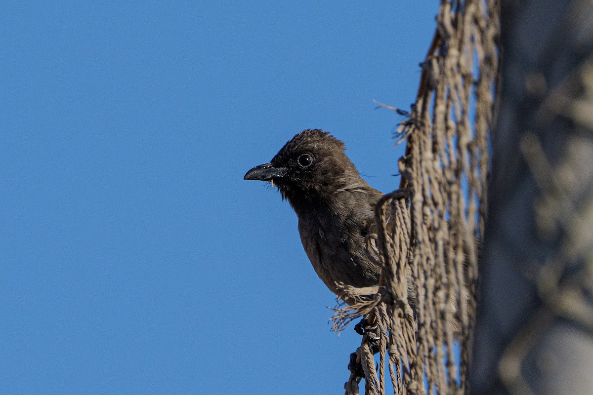 Common Bulbul - ML646467378