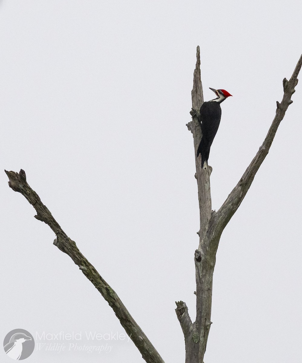 datel chocholatý - ML646467379