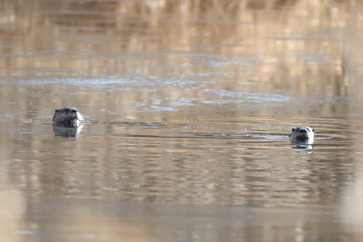 Lontra canadese - ML646467380