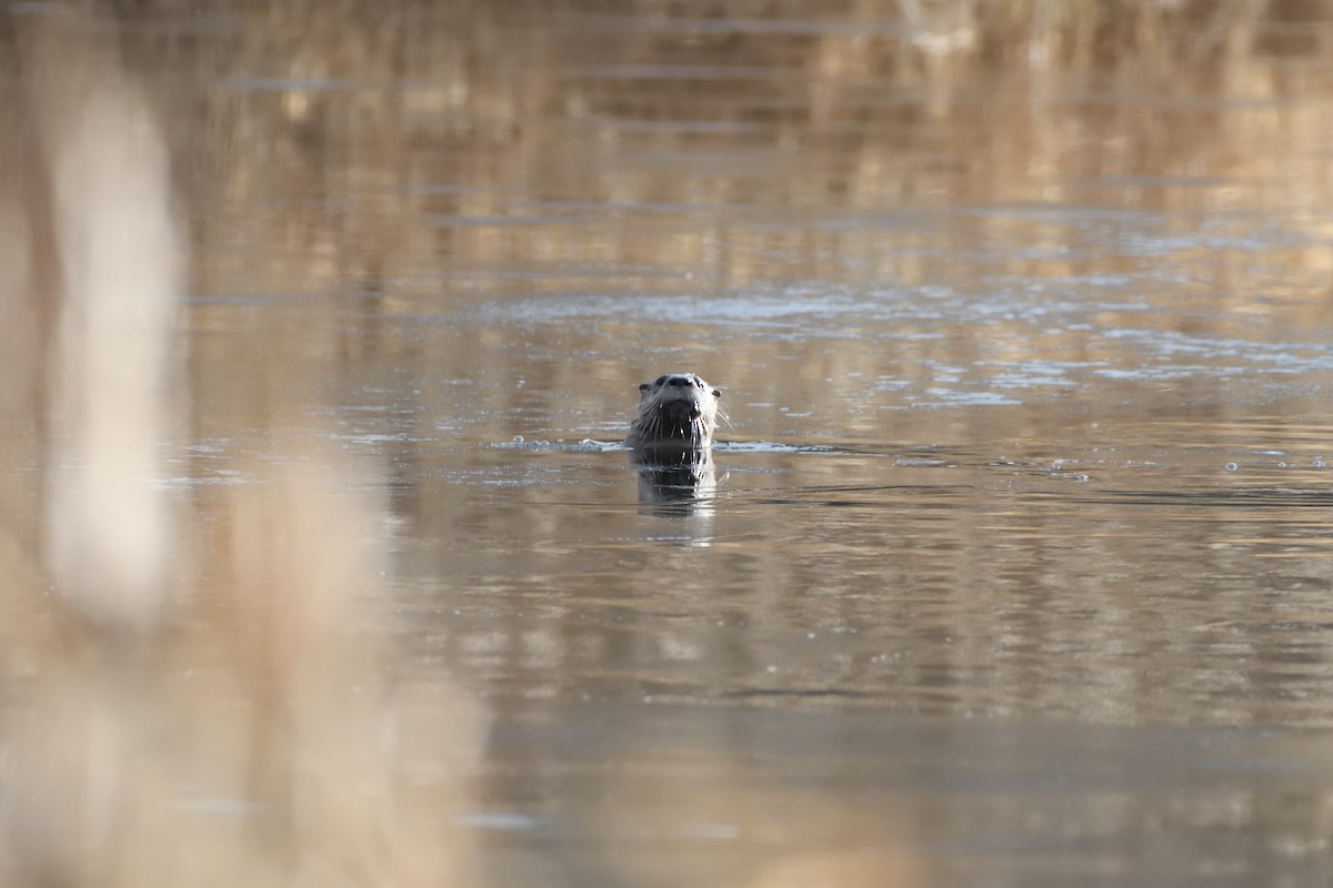 Lontra canadese - ML646467381