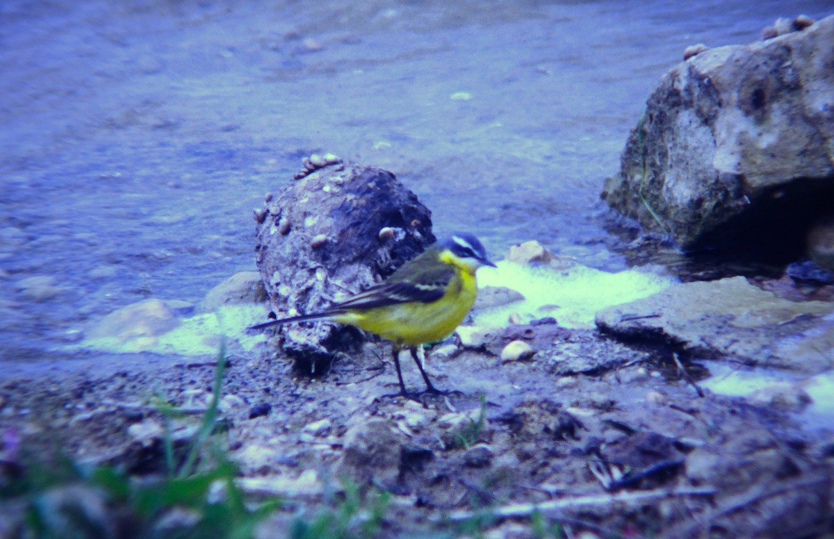 Western Yellow Wagtail - ML646467387