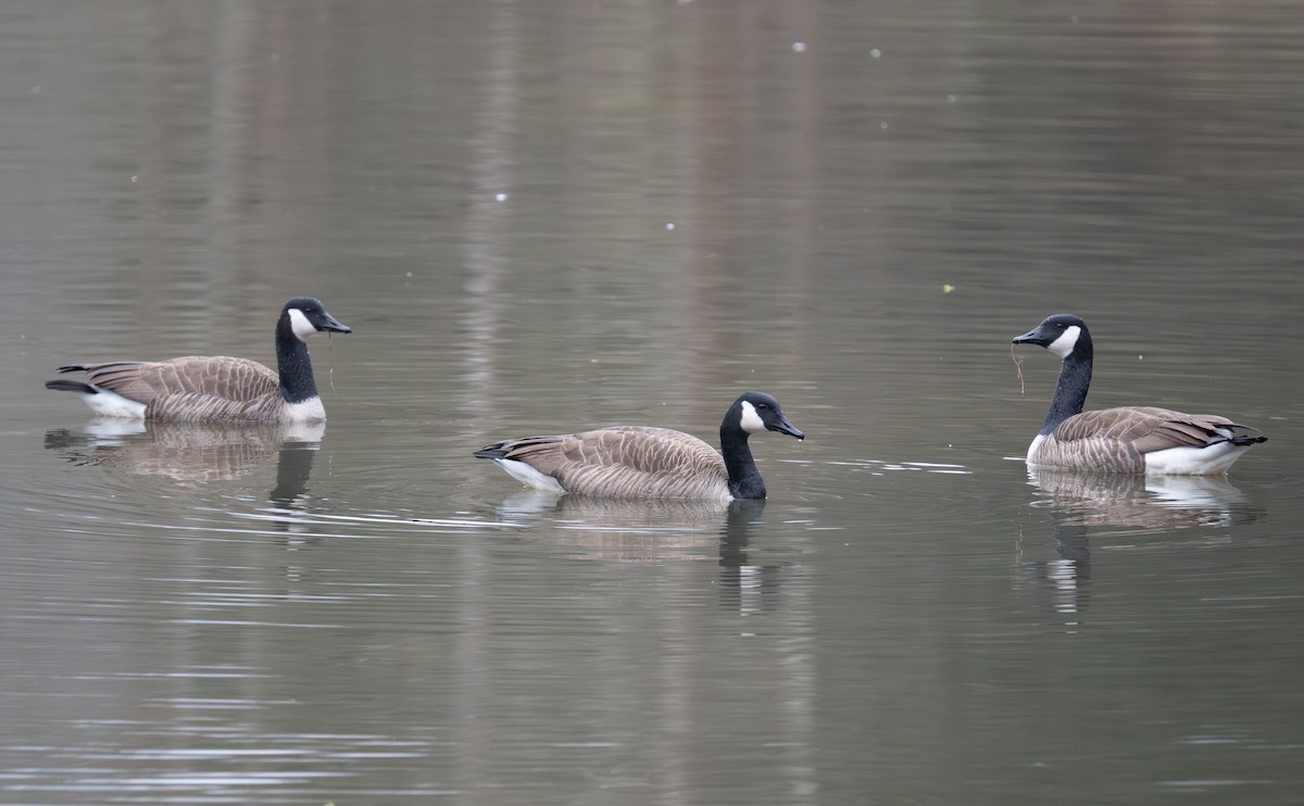 カナダガン - ML646467389