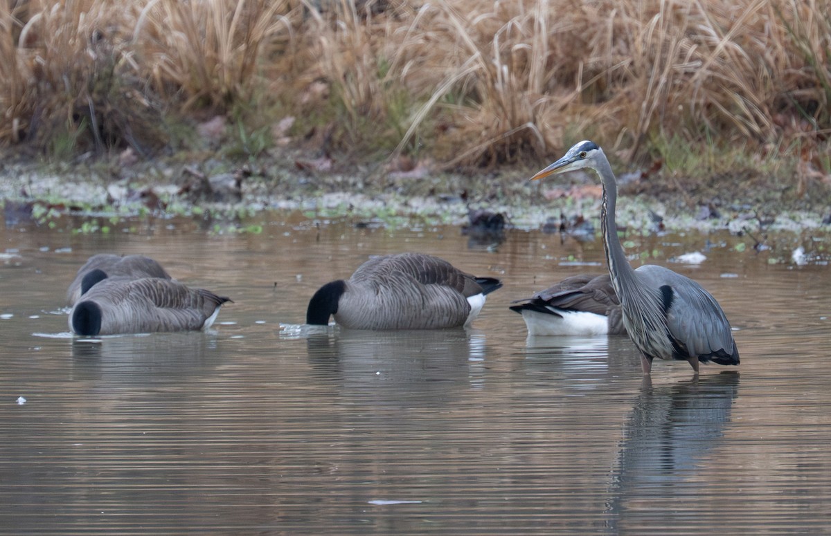 カナダガン - ML646467390