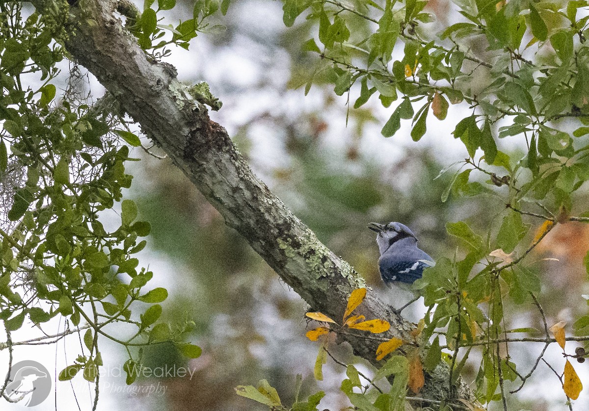 Blue Jay - ML646467393