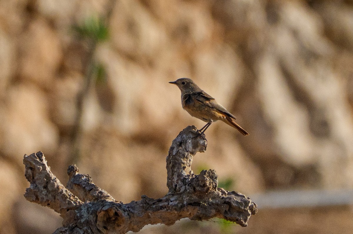 Codirosso comune - ML646467397