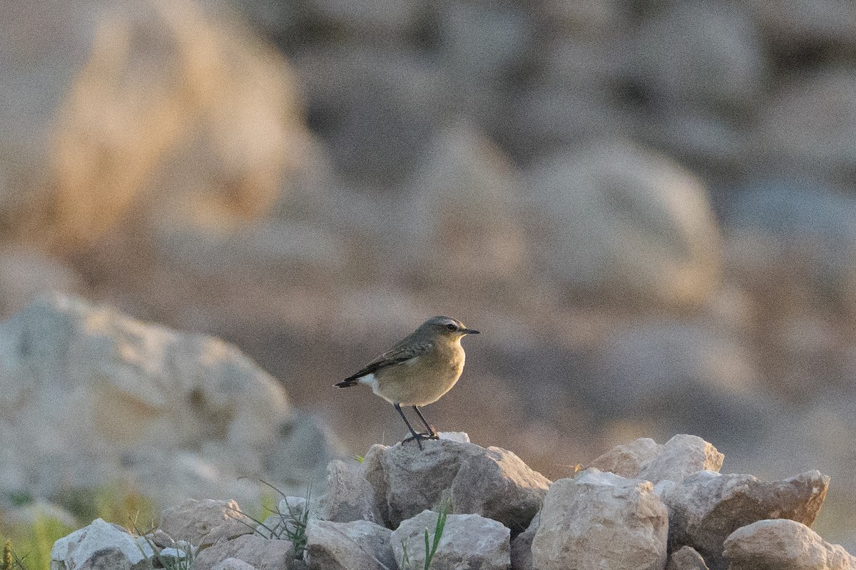 Culbianco - ML646467398