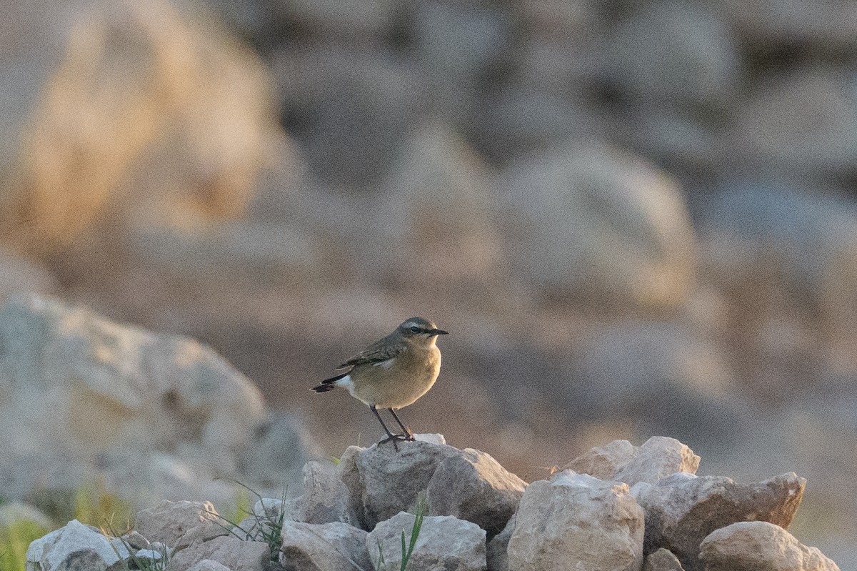 Culbianco - ML646467399