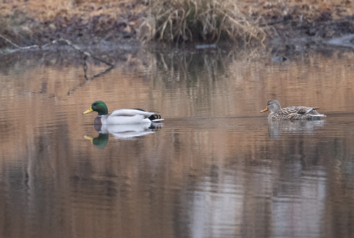 マガモ - ML646467412