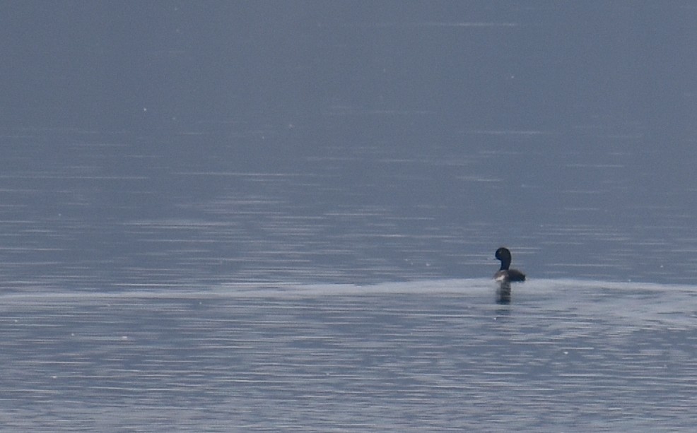 Lesser Scaup - ML646467414