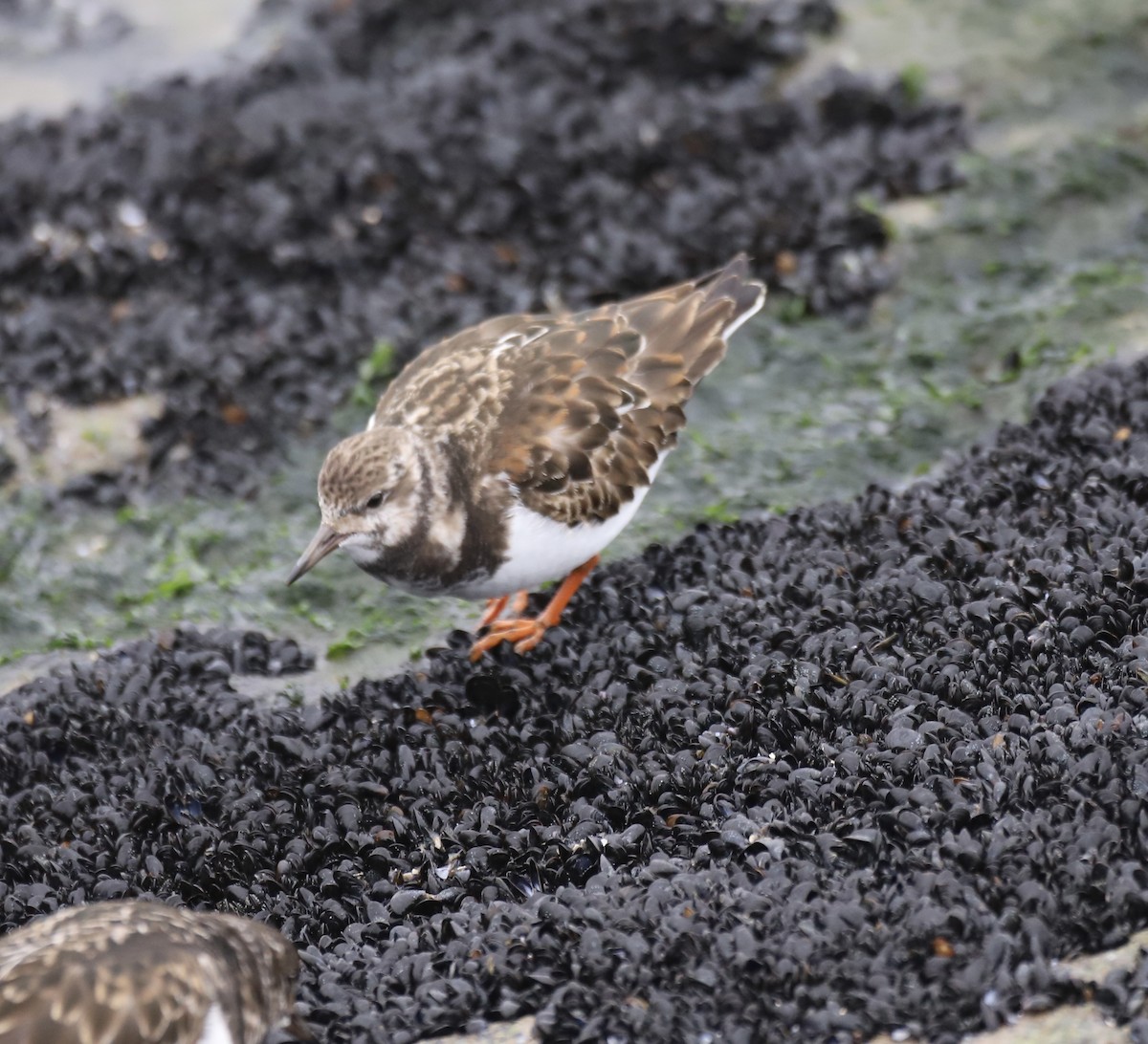 Ruddy Turnstone - ML646467415