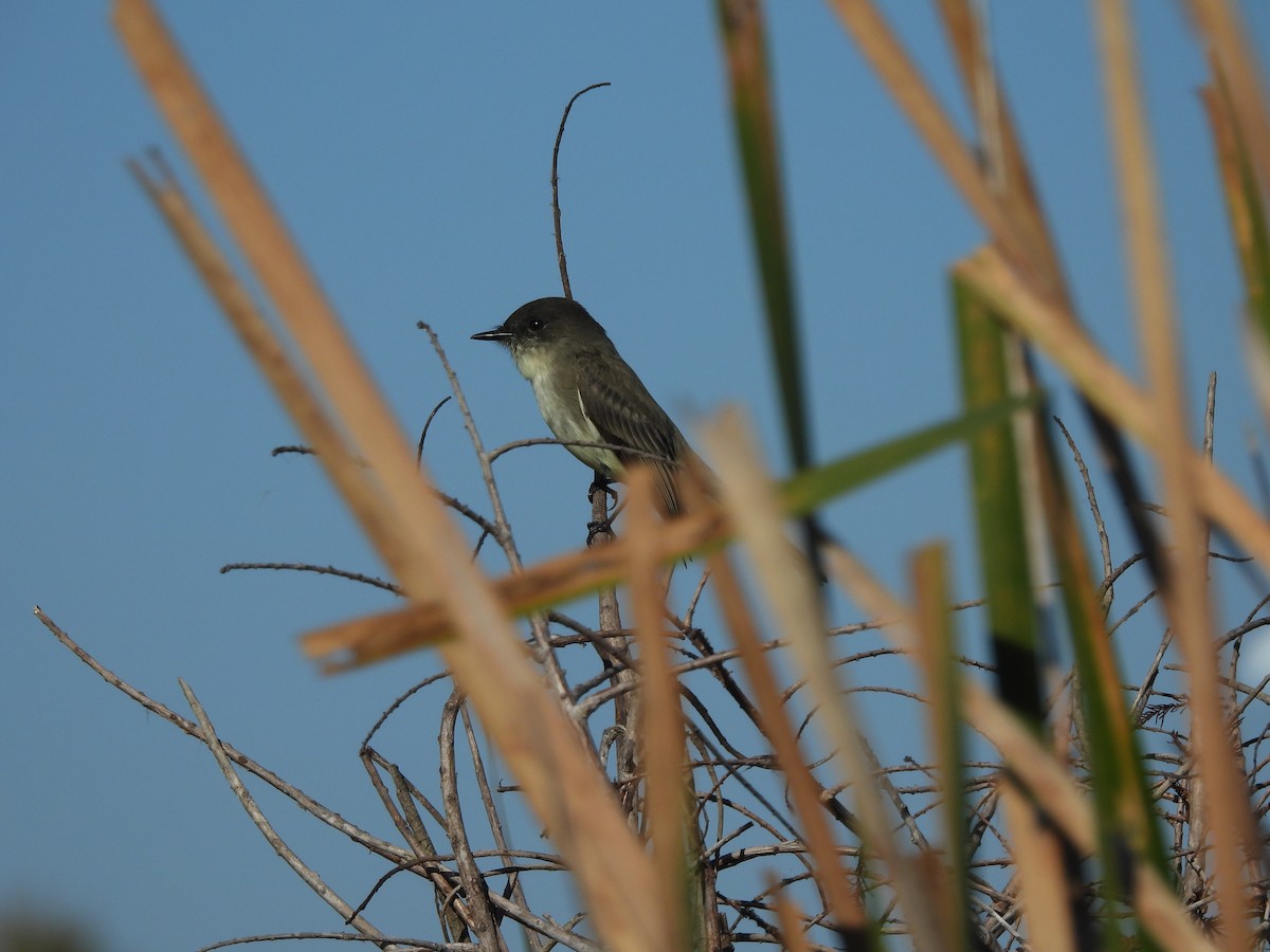 Eastern Phoebe - ML646467416