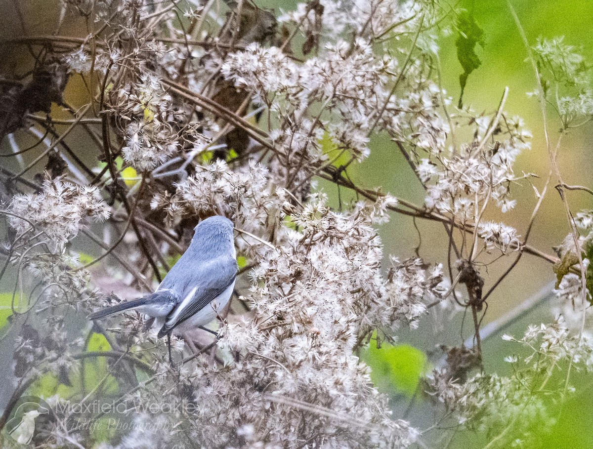 Blue-gray Gnatcatcher (Eastern) - ML646467417