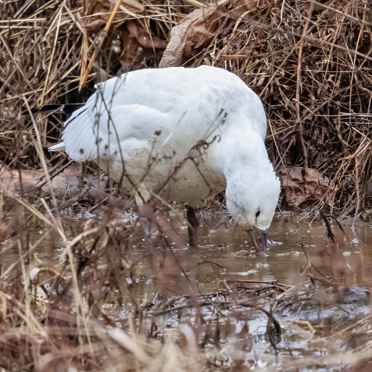 Ross's Goose - ML646467419
