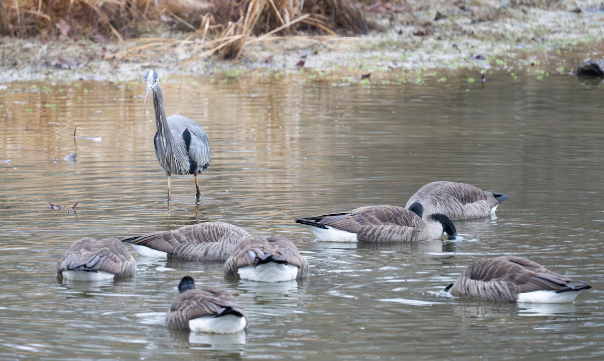 オオアオサギ - ML646467421