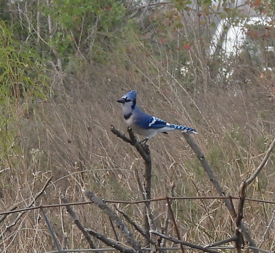 Blue Jay - ML646467422