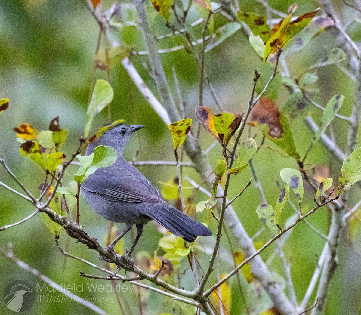 Gray Catbird - ML646467424