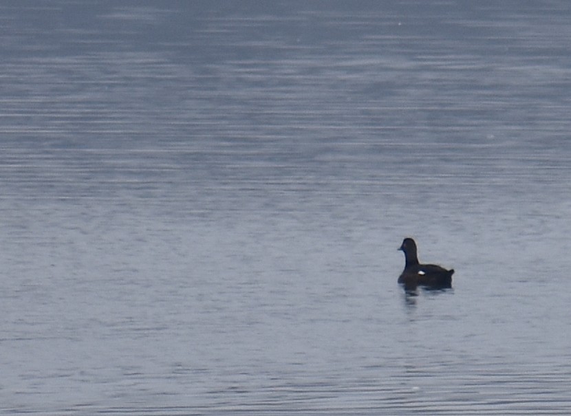 Турпан горбатодзьобий - ML646467425