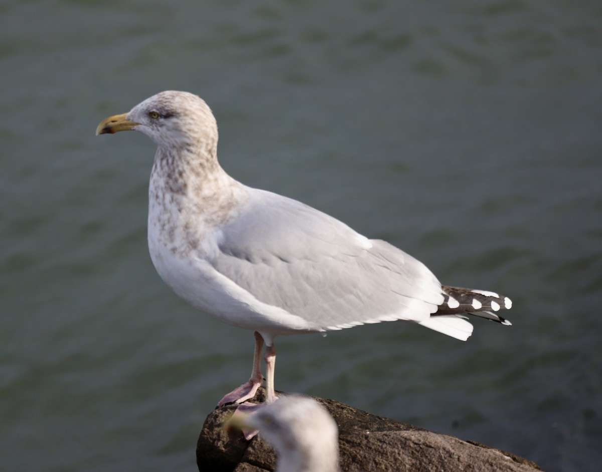 American Herring Gull - ML646467432