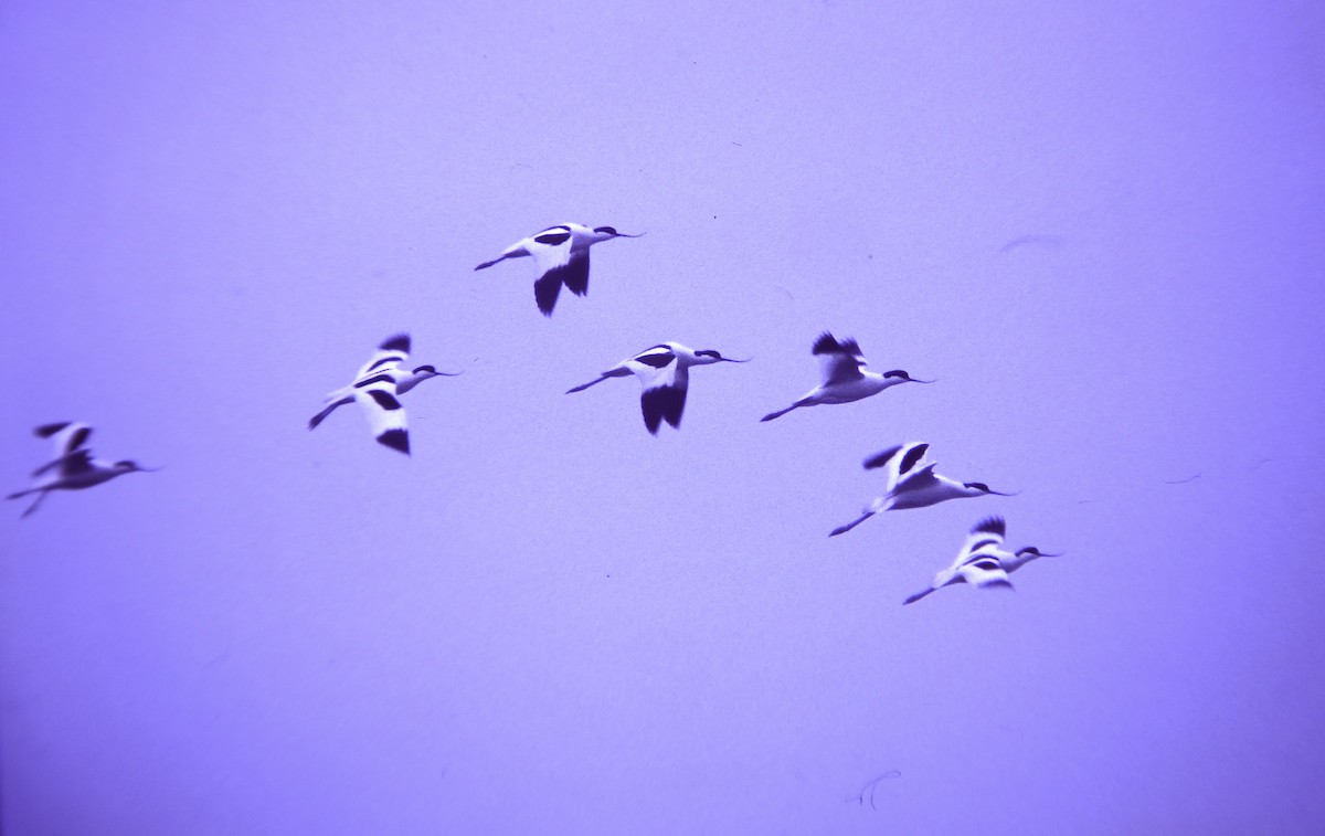 Pied Avocet - ML646467433