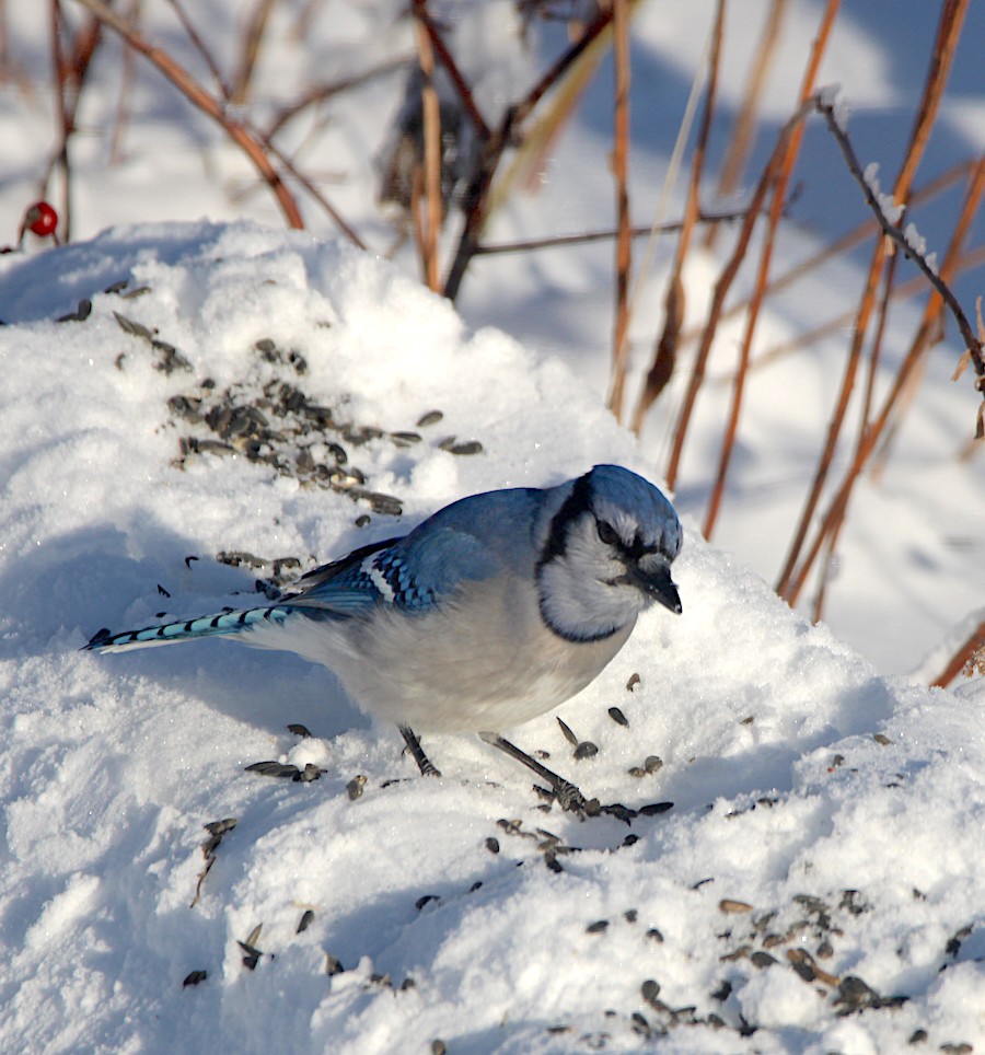 Blue Jay - ML646467434