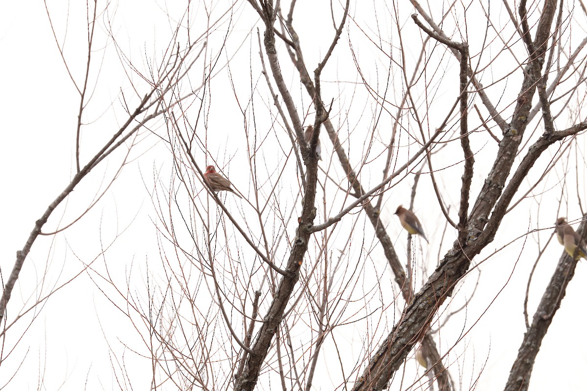 brkoslav americký - ML646467437